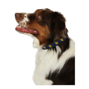 Navy Dog Collar